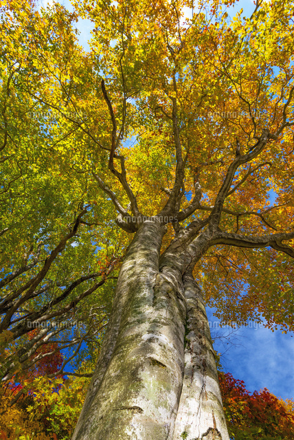 ブナの紅葉
(c)YOSHITSUGU NISHIGAKI/SEBUN PHOTO