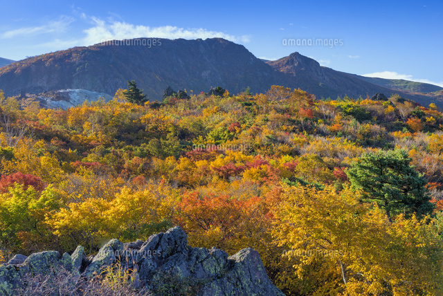 紅葉と栗駒山
(c)YOSHITSUGU NISHIGAKI/SEBUN PHOTO