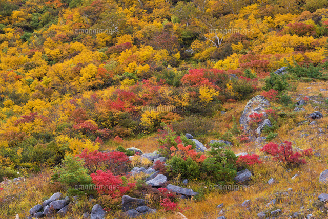 紅葉と栗駒山
(c)YOSHITSUGU NISHIGAKI/SEBUN PHOTO
