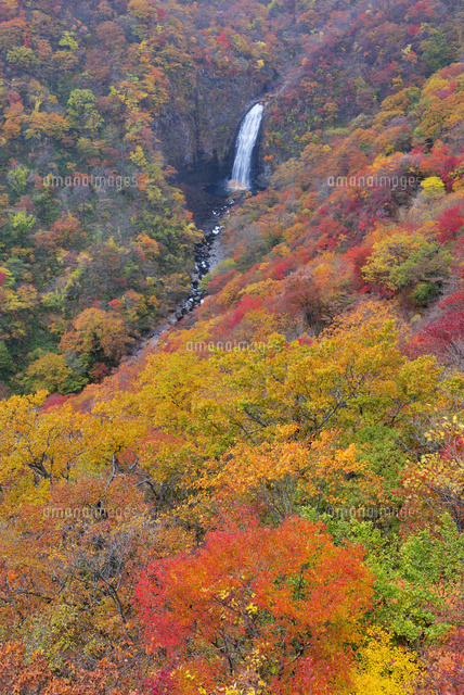 紅葉と不動滝
(c)YOSHITSUGU NISHIGAKI/SEBUN PHOTO