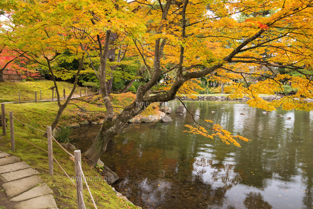 紅葉と御薬園
(c)YOSHITSUGU NISHIGAKI/SEBUN PHOTO