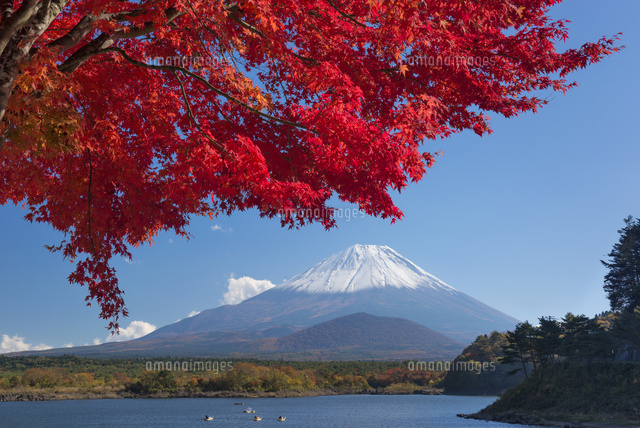 紅葉と富士山と精進湖
(c)YOSHITSUGU NISHIGAKI/SEBUN PHOTO