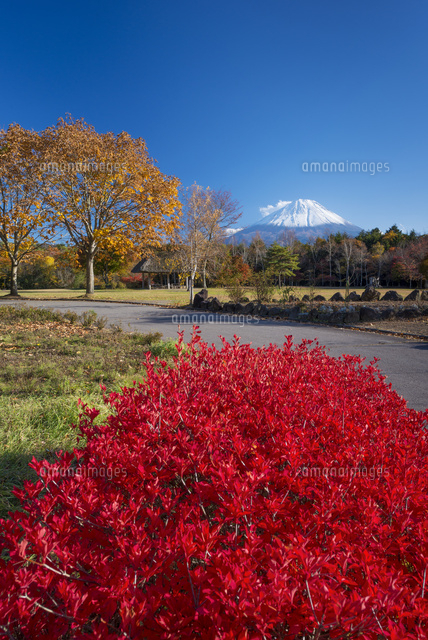 秋の野鳥の森公園より富士山
(c)YOSHITSUGU NISHIGAKI/SEBUN PHOTO