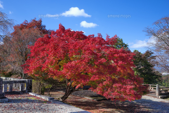 紅葉と吉野神宮
(c)YOSHITSUGU NISHIGAKI/SEBUN PHOTO
