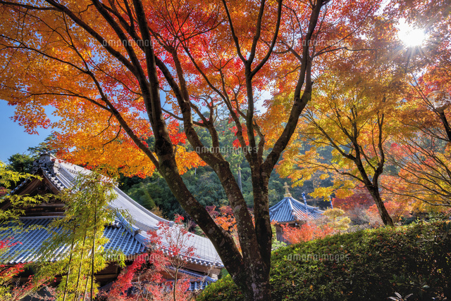 紅葉の大聖院
(c)YOSHITSUGU NISHIGAKI/SEBUN PHOTO
