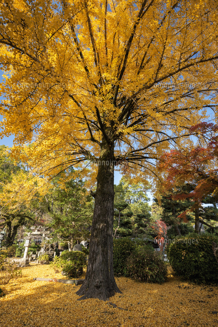秋の吉香公園
(c)YOSHITSUGU NISHIGAKI/SEBUN PHOTO
