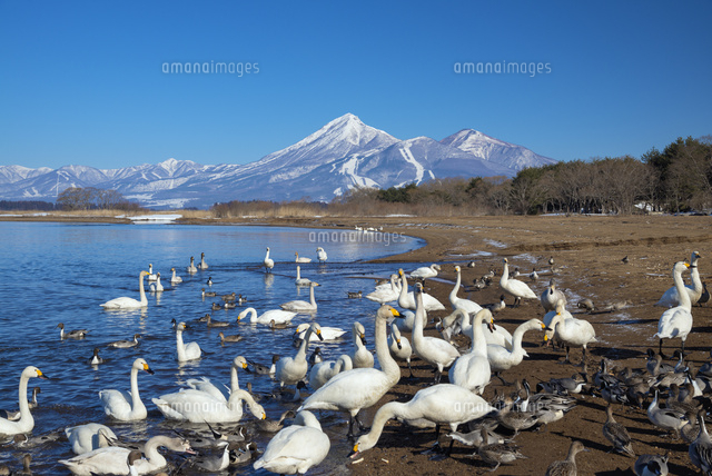 白鳥と猪苗代湖と磐梯山
(c)YOSHITSUGU NISHIGAKI/SEBUN PHOTO