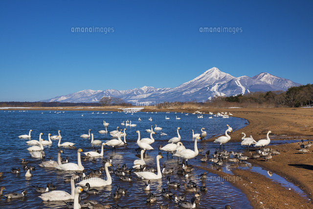 白鳥と猪苗代湖と磐梯山
(c)YOSHITSUGU NISHIGAKI/SEBUN PHOTO