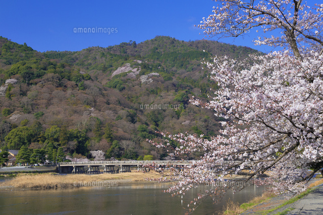 桜咲く嵐山と渡月橋
(c)YOSHITSUGU NISHIGAKI/SEBUN PHOTO