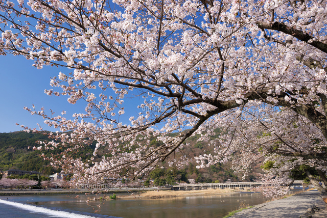 桜咲く嵐山と渡月橋
(c)YOSHITSUGU NISHIGAKI/SEBUN PHOTO