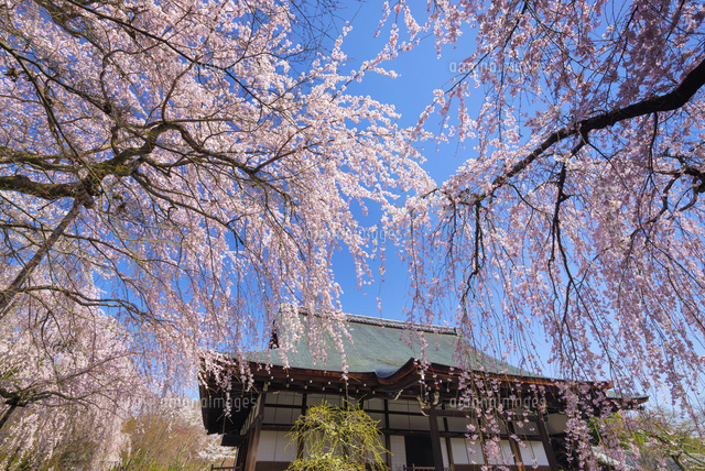 桜と天龍寺 多宝殿
(c)YOSHITSUGU NISHIGAKI/SEBUN PHOTO