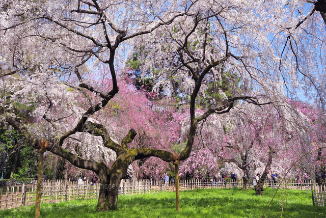 桜咲く京都御苑
(c)YOSHITSUGU NISHIGAKI/SEBUN PHOTO