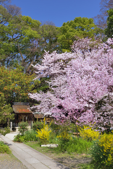 桜咲く京都御苑 宗像神社
(c)YOSHITSUGU NISHIGAKI/SEBUN PHOTO