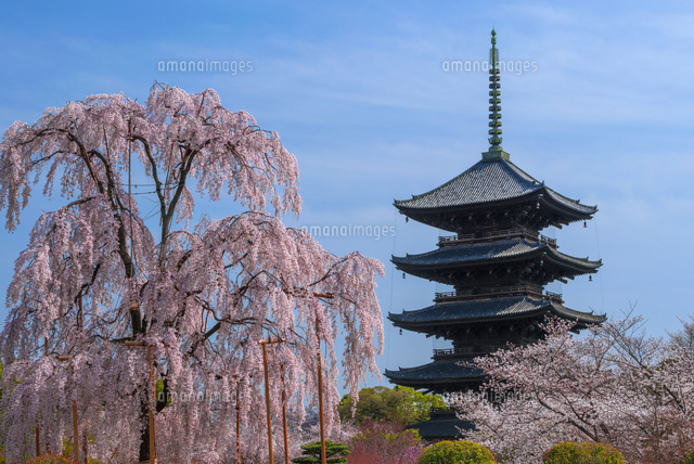 東寺 教王護国寺
(c)YOSHITSUGU NISHIGAKI/SEBUN PHOTO
