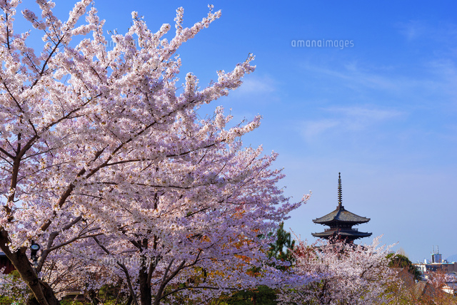 桜と八坂の塔 法観寺
(c)YOSHITSUGU NISHIGAKI/SEBUN PHOTO