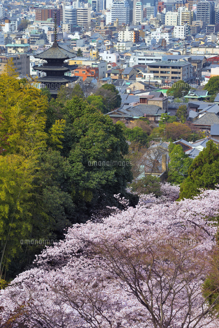 桜と八坂の塔と京都市街
(c)YOSHITSUGU NISHIGAKI/SEBUN PHOTO