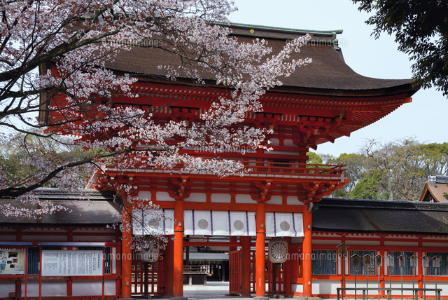桜咲く下鴨神社 楼門
(c)YOSHITSUGU NISHIGAKI/SEBUN PHOTO