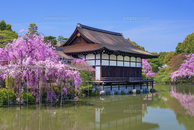 しだれ桜咲く平安神宮 尚美館
(c)YOSHITSUGU NISHIGAKI/SEBUN PHOTO