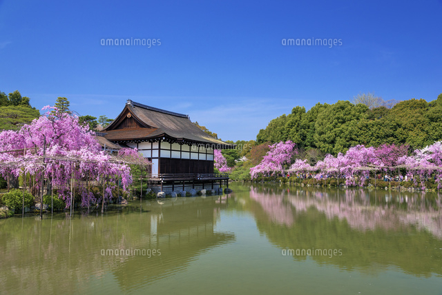 しだれ桜咲く平安神宮 尚美館
(c)YOSHITSUGU NISHIGAKI/SEBUN PHOTO