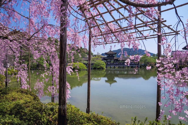しだれ桜咲く平安神宮 泰平閣 橋殿
(c)YOSHITSUGU NISHIGAKI/SEBUN PHOTO