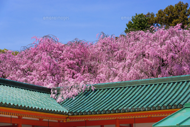 しだれ桜咲く平安神宮
(c)YOSHITSUGU NISHIGAKI/SEBUN PHOTO