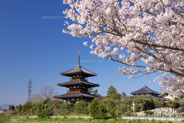 桜と法起寺三重塔
(c)YOSHITSUGU NISHIGAKI/SEBUN PHOTO