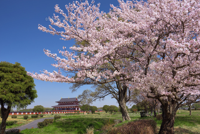 桜咲く平城宮跡と大極殿
(c)YOSHITSUGU NISHIGAKI/SEBUN PHOTO