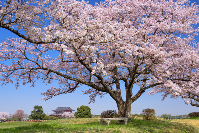 桜咲く平城宮跡と大極殿
(c)YOSHITSUGU NISHIGAKI/SEBUN PHOTO