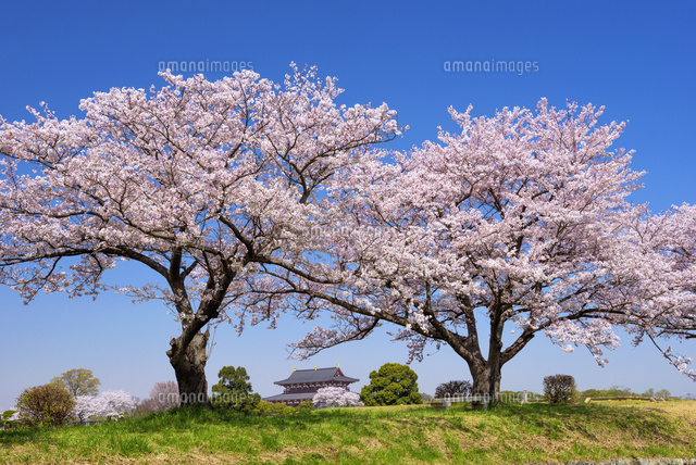 桜咲く平城宮跡と大極殿
(c)YOSHITSUGU NISHIGAKI/SEBUN PHOTO