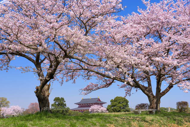 桜咲く平城宮跡と大極殿
(c)YOSHITSUGU NISHIGAKI/SEBUN PHOTO