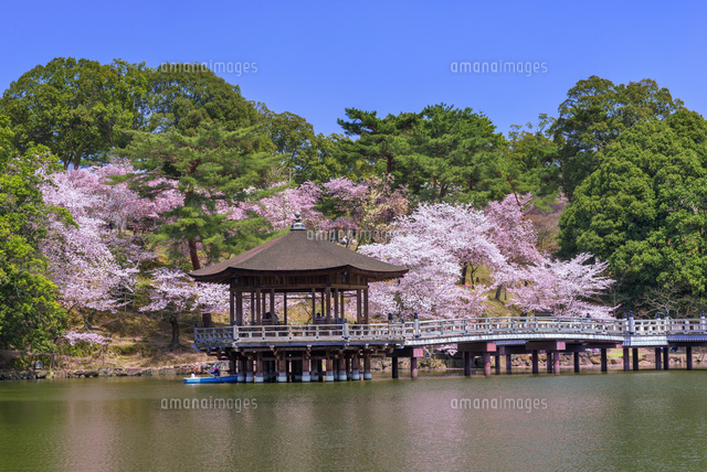 桜咲く鷺池と浮見堂
(c)YOSHITSUGU NISHIGAKI/SEBUN PHOTO