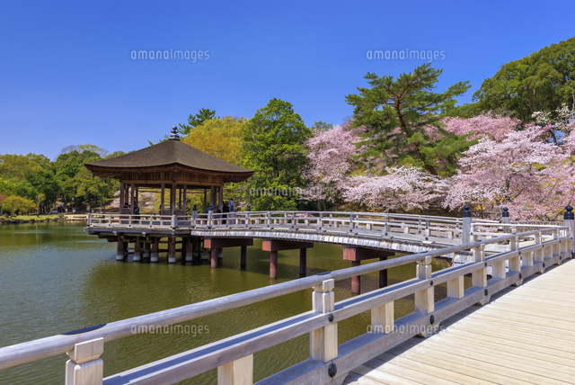 桜咲く鷺池と浮見堂
(c)YOSHITSUGU NISHIGAKI/SEBUN PHOTO