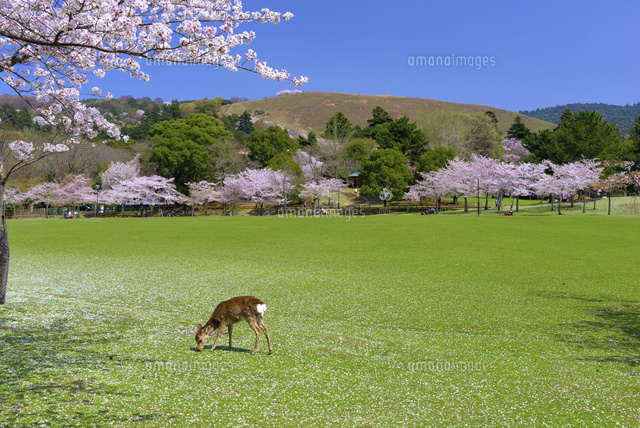 桜咲く奈良公園と若草山
(c)YOSHITSUGU NISHIGAKI/SEBUN PHOTO