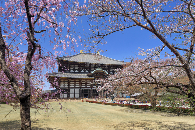 桜と東大寺大仏殿
(c)YOSHITSUGU NISHIGAKI/SEBUN PHOTO
