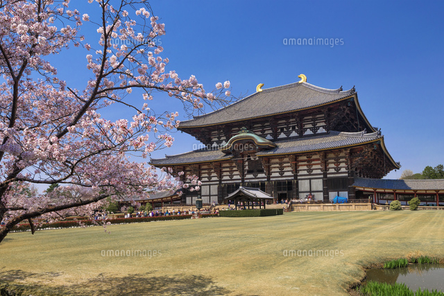 桜と東大寺大仏殿
(c)YOSHITSUGU NISHIGAKI/SEBUN PHOTO