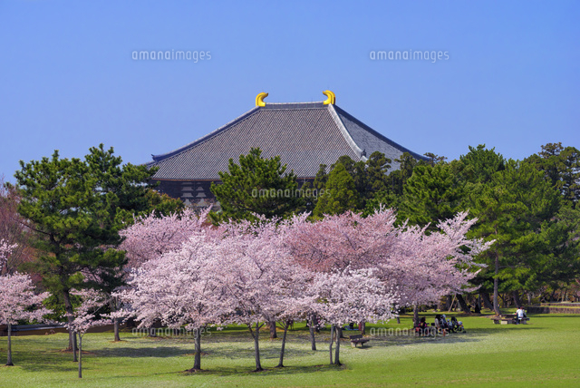 桜と東大寺大仏殿 奈良公園
(c)YOSHITSUGU NISHIGAKI/SEBUN PHOTO