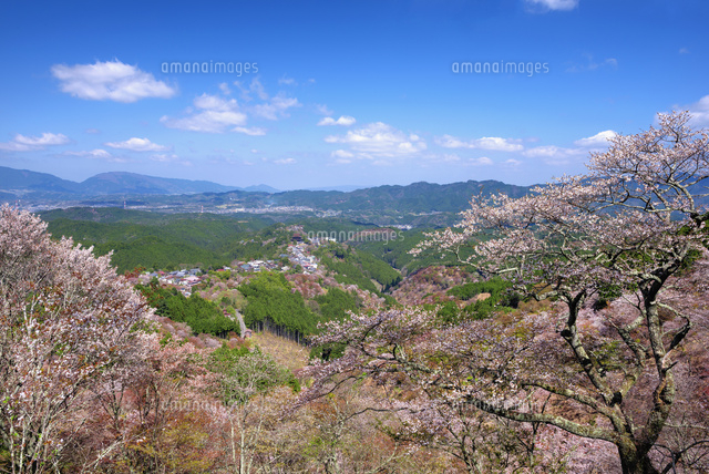 桜咲く吉野山と蔵王堂 上千本
(c)YOSHITSUGU NISHIGAKI/SEBUN PHOTO