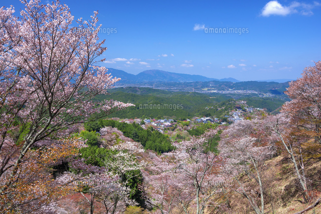 桜咲く吉野山と蔵王堂 上千本
(c)YOSHITSUGU NISHIGAKI/SEBUN PHOTO