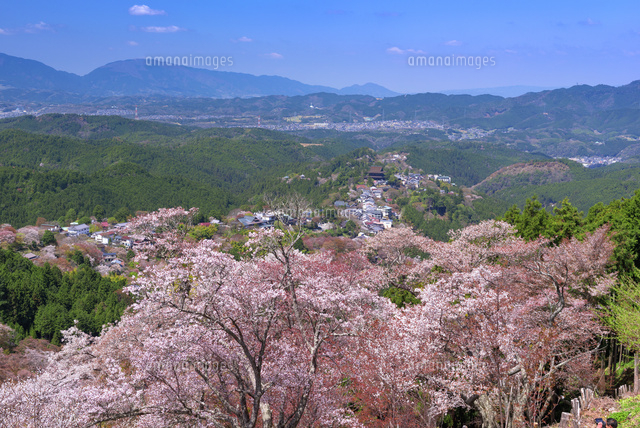 桜咲く吉野山と蔵王堂 上千本
(c)YOSHITSUGU NISHIGAKI/SEBUN PHOTO
