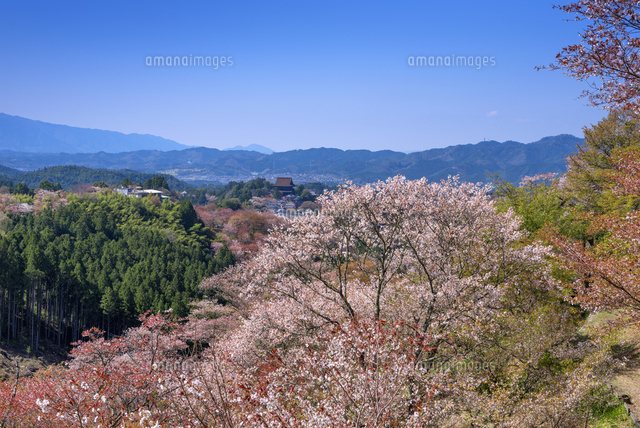 桜咲く吉野山と蔵王堂 上千本
(c)YOSHITSUGU NISHIGAKI/SEBUN PHOTO
