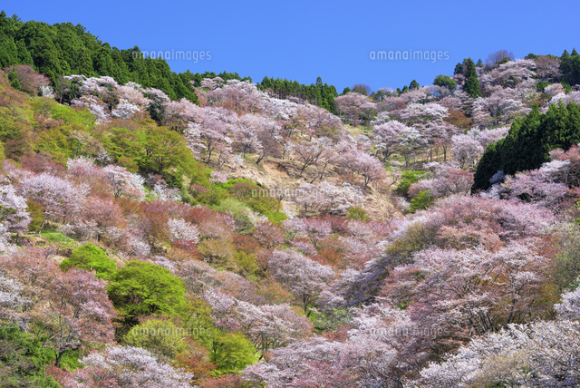 桜咲く吉野山
(c)YOSHITSUGU NISHIGAKI/SEBUN PHOTO