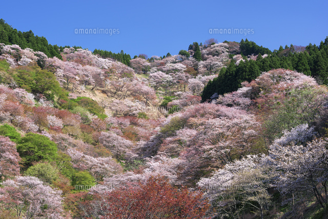 桜咲く吉野山
(c)YOSHITSUGU NISHIGAKI/SEBUN PHOTO