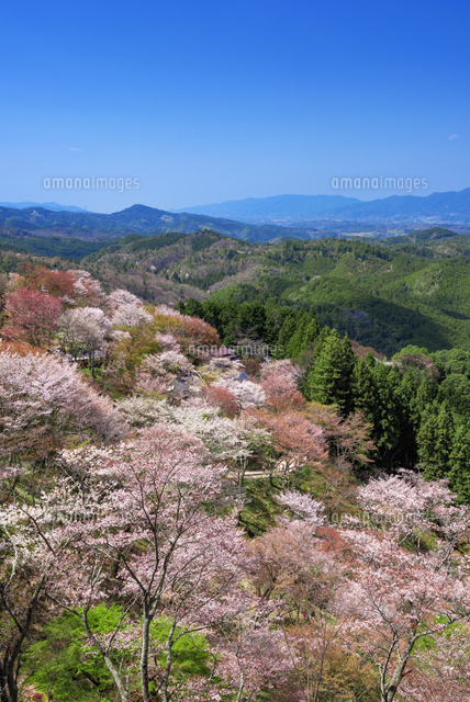 桜咲く吉野山
(c)YOSHITSUGU NISHIGAKI/SEBUN PHOTO