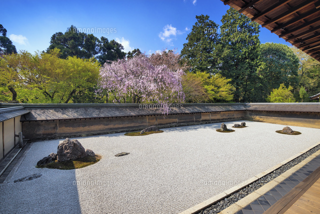 桜咲く龍安寺石庭
(c)YOSHITSUGU NISHIGAKI/SEBUN PHOTO