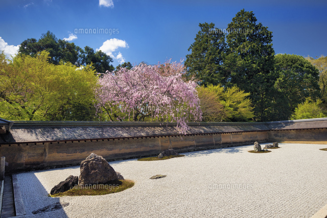 桜咲く龍安寺石庭
(c)YOSHITSUGU NISHIGAKI/SEBUN PHOTO