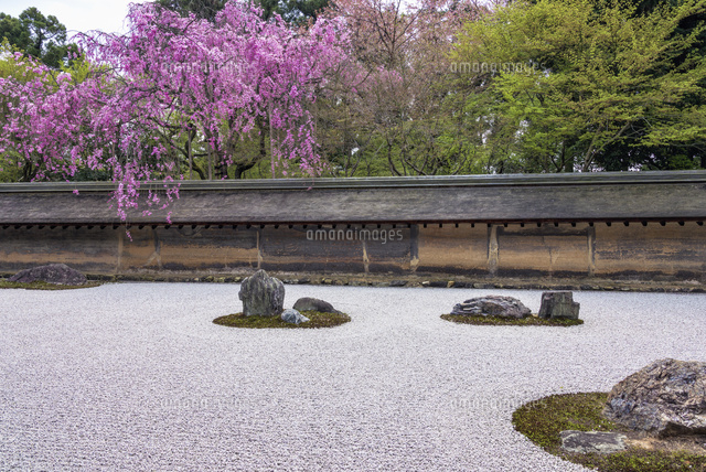 桜咲く龍安寺石庭
(c)YOSHITSUGU NISHIGAKI/SEBUN PHOTO