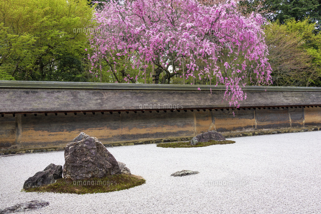 桜咲く龍安寺石庭
(c)YOSHITSUGU NISHIGAKI/SEBUN PHOTO