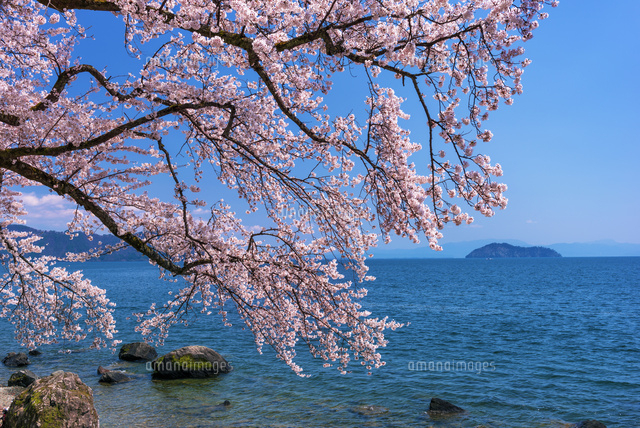桜咲く海津大崎より竹生島 琵琶湖
(c)YOSHITSUGU NISHIGAKI/SEBUN PHOTO