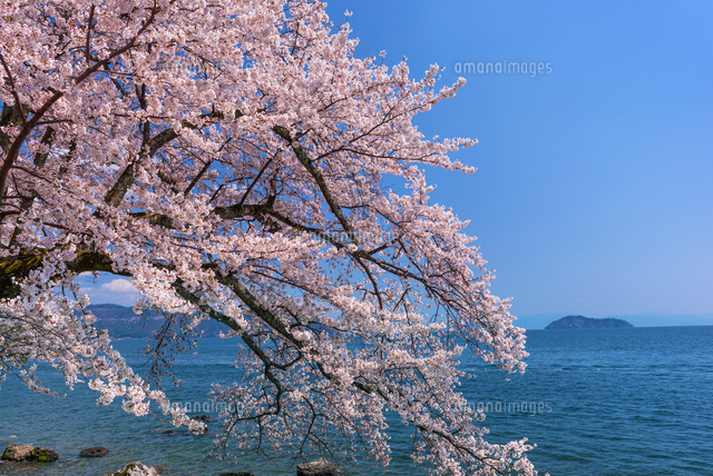 桜咲く海津大崎より竹生島 琵琶湖
(c)YOSHITSUGU NISHIGAKI/SEBUN PHOTO