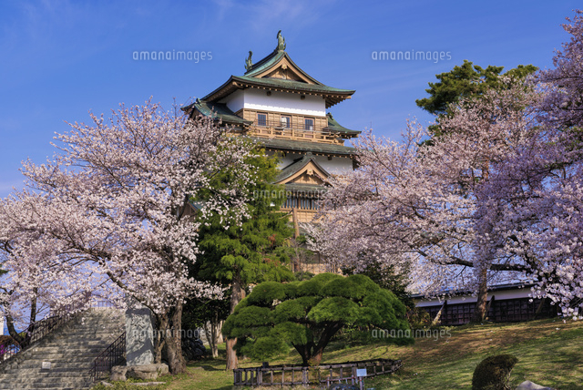 桜と高島城
(c)YOSHITSUGU NISHIGAKI/SEBUN PHOTO